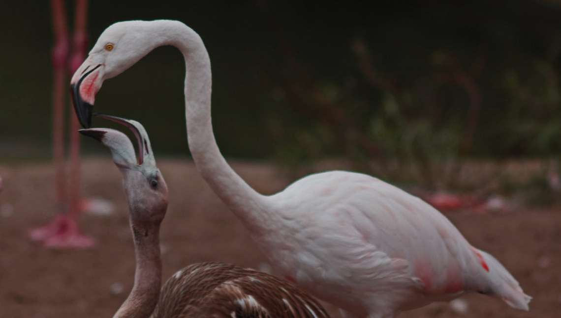 Flamingos