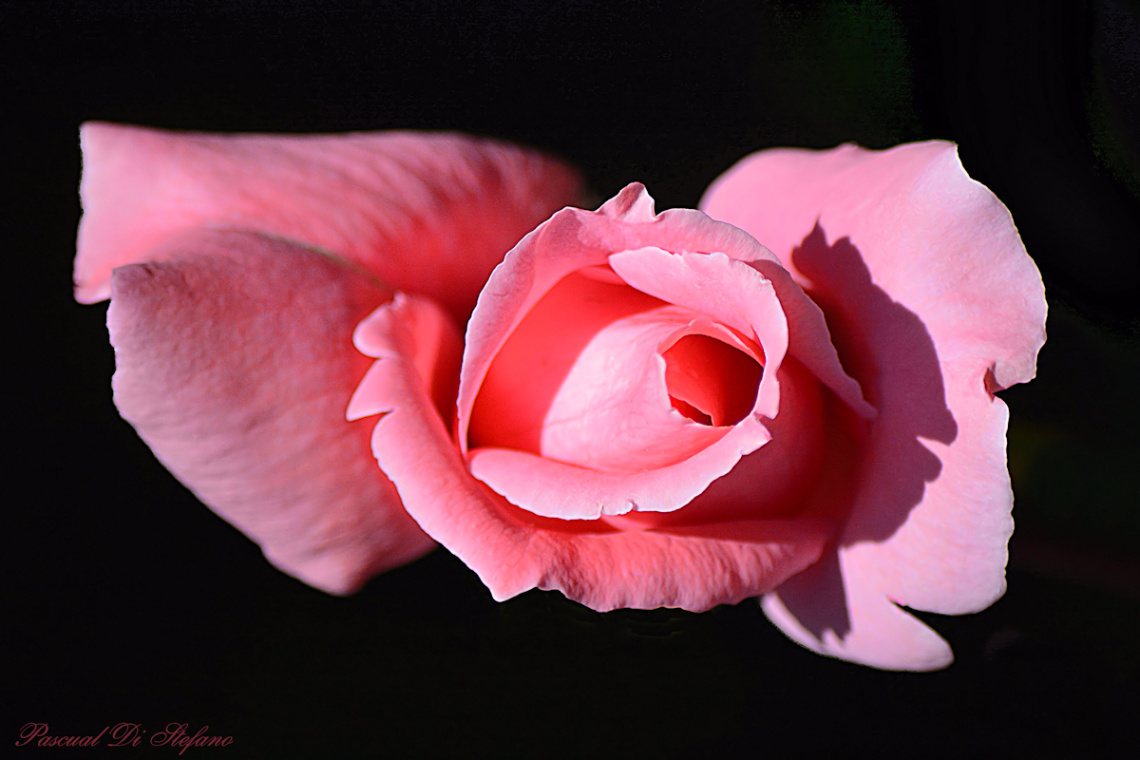 Beauty in pink