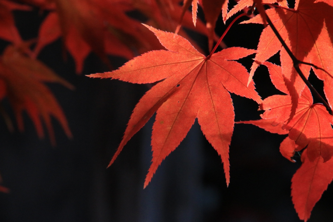 maple leaf