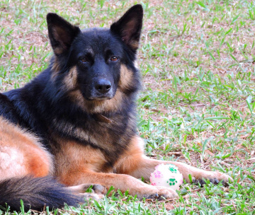 The dog is his ball