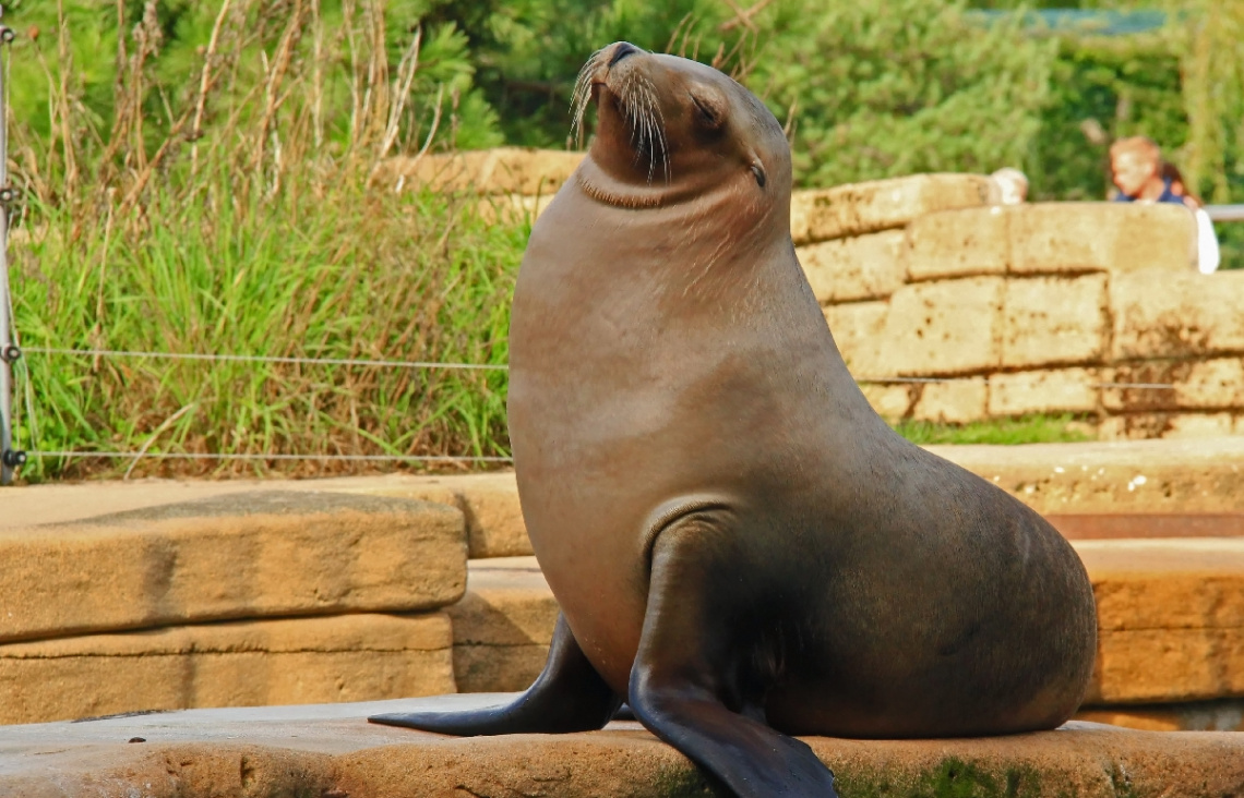 Relaxed Sea lion