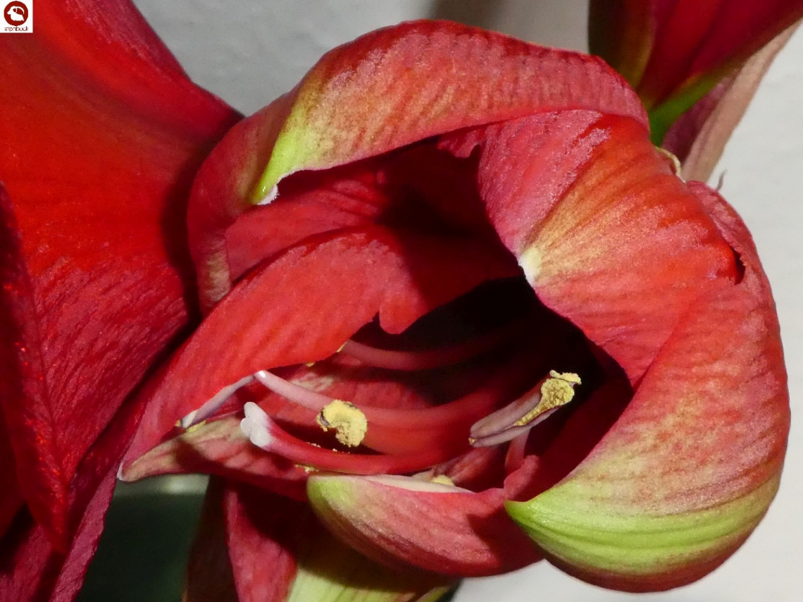 Amaryllis - 1 