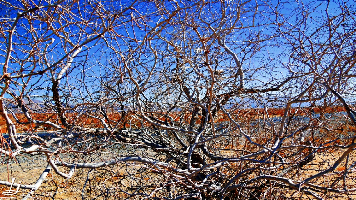  Living Lines....Nature's Geometry!