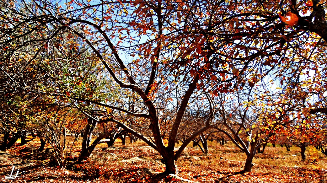 Autumn scene at My valley...#2