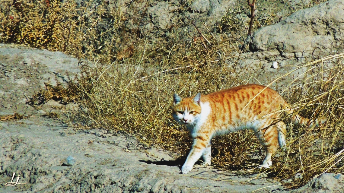 Cat in wild 