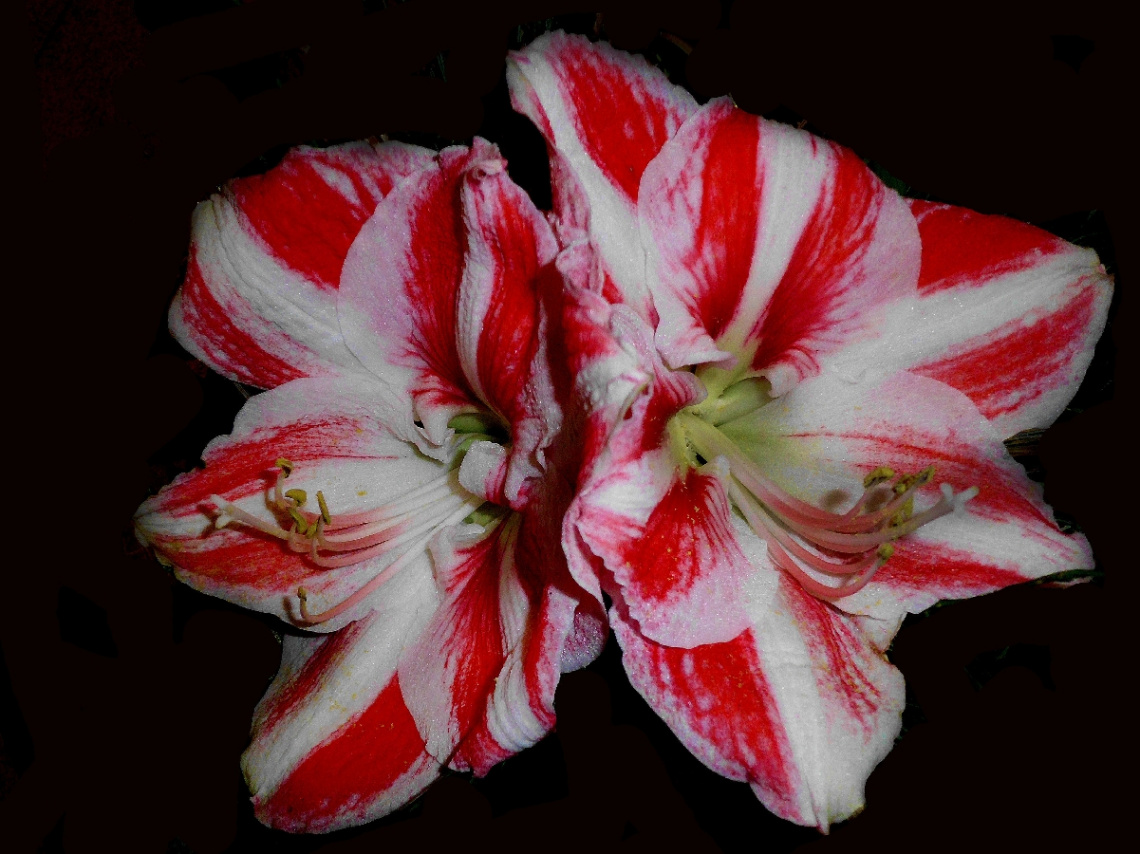 AMARYLLIS