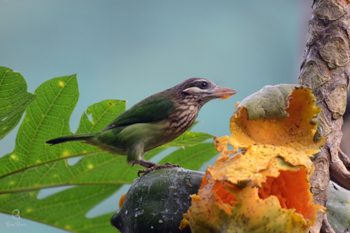 barbet