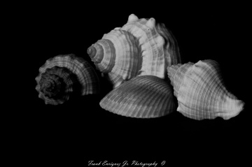 Sea Shells