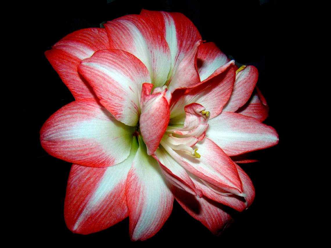 AMARYLLIS *