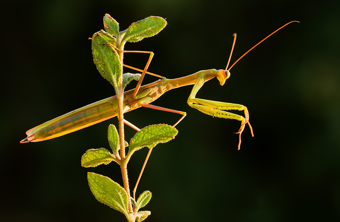 Mantis