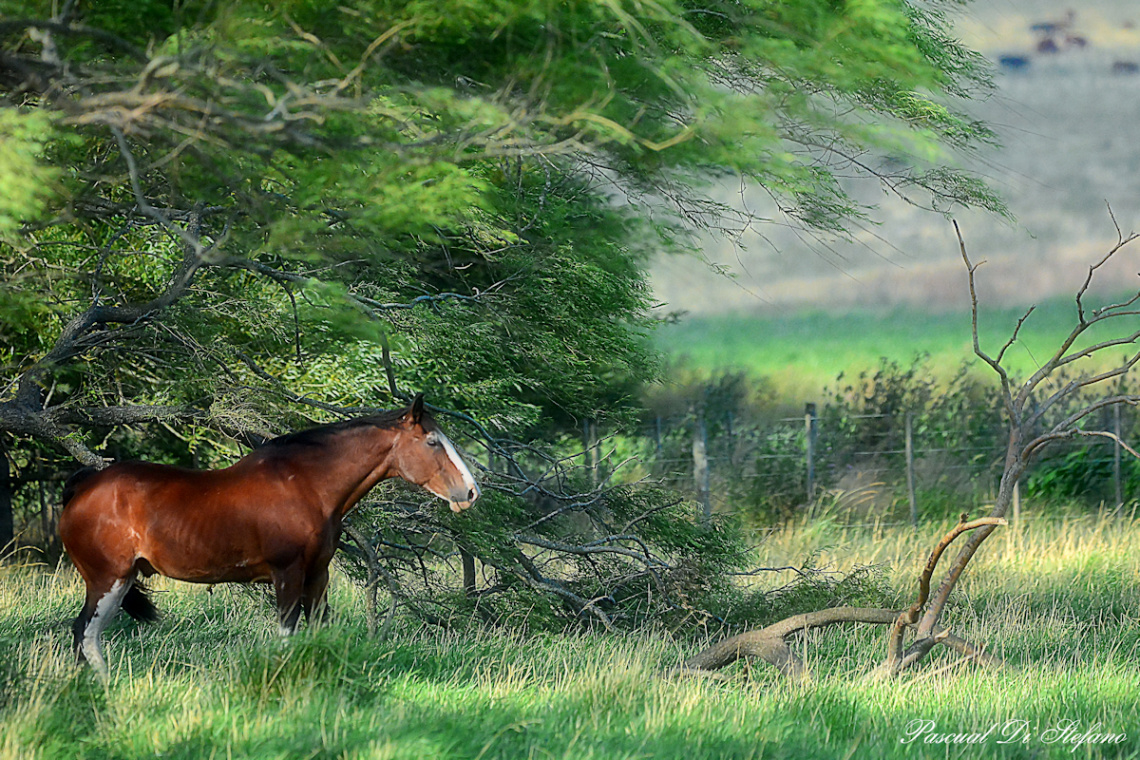 Campestral picture