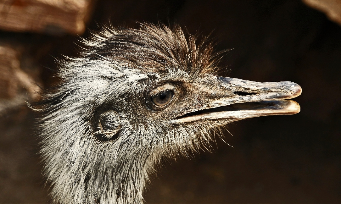 A moment with an ostrich