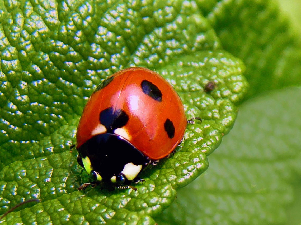 MARIENKÄFER 