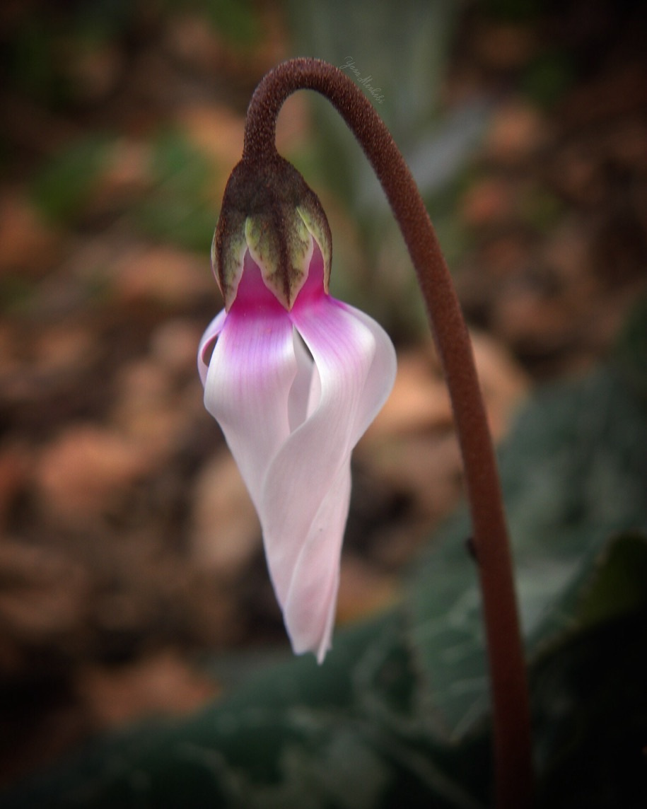 Cyclamen 