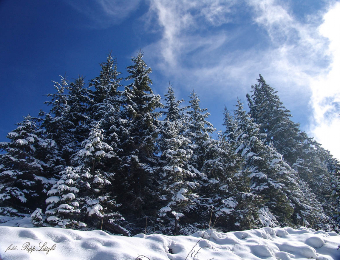 snowy pines