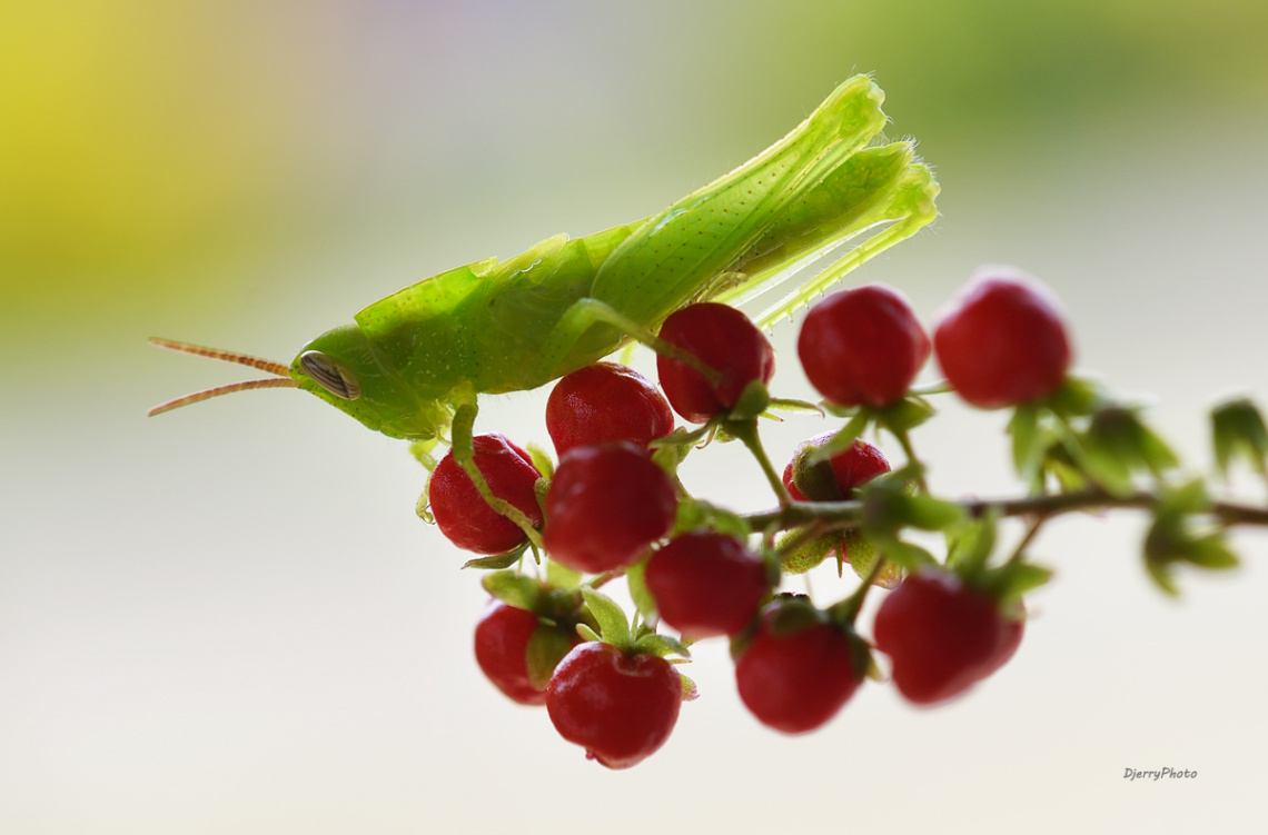 Green Grasshopper