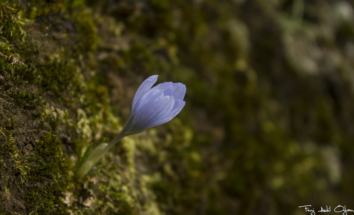  Çiğdem, Crocus Baytopiorum