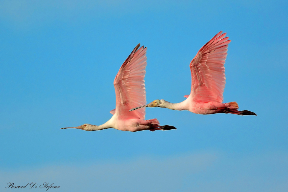 Platalea ajaja