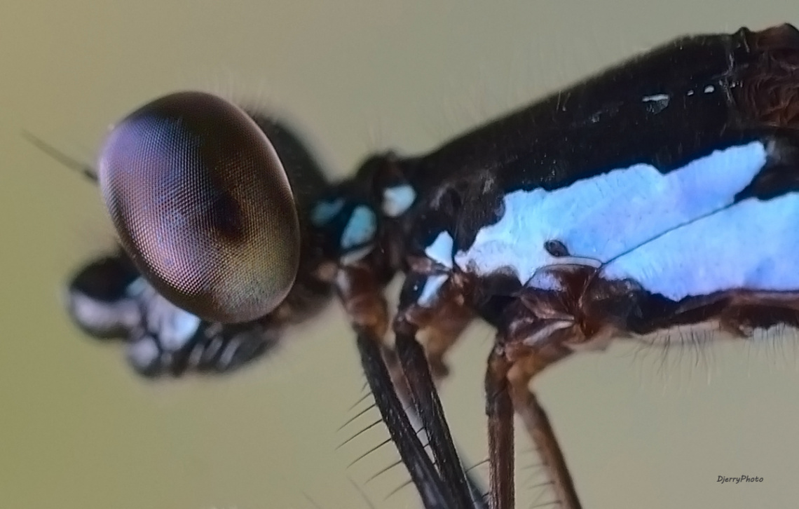 Dragonfly eyes