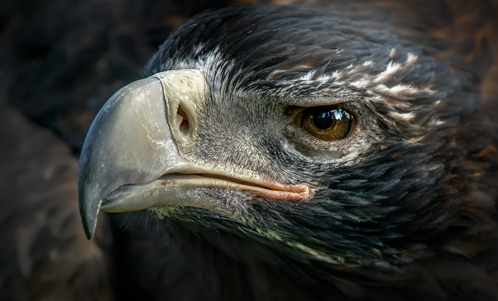 Wedge-tailed eagle