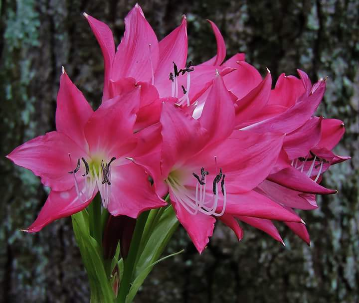 Lilies Bouquet 