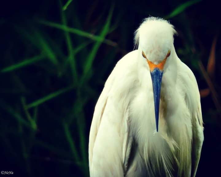 Ardea alba