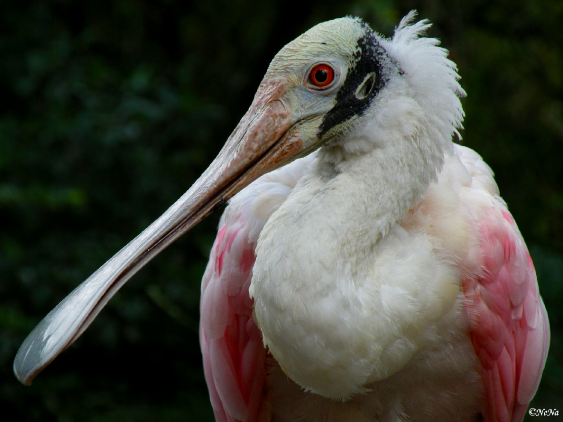 Roseate spoonbill