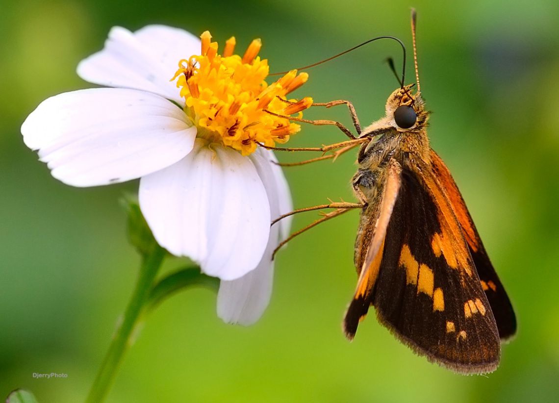 Mini Butterfly