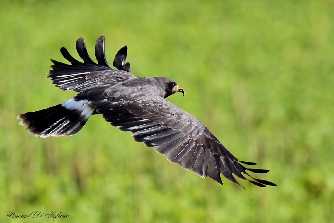 Flying in black