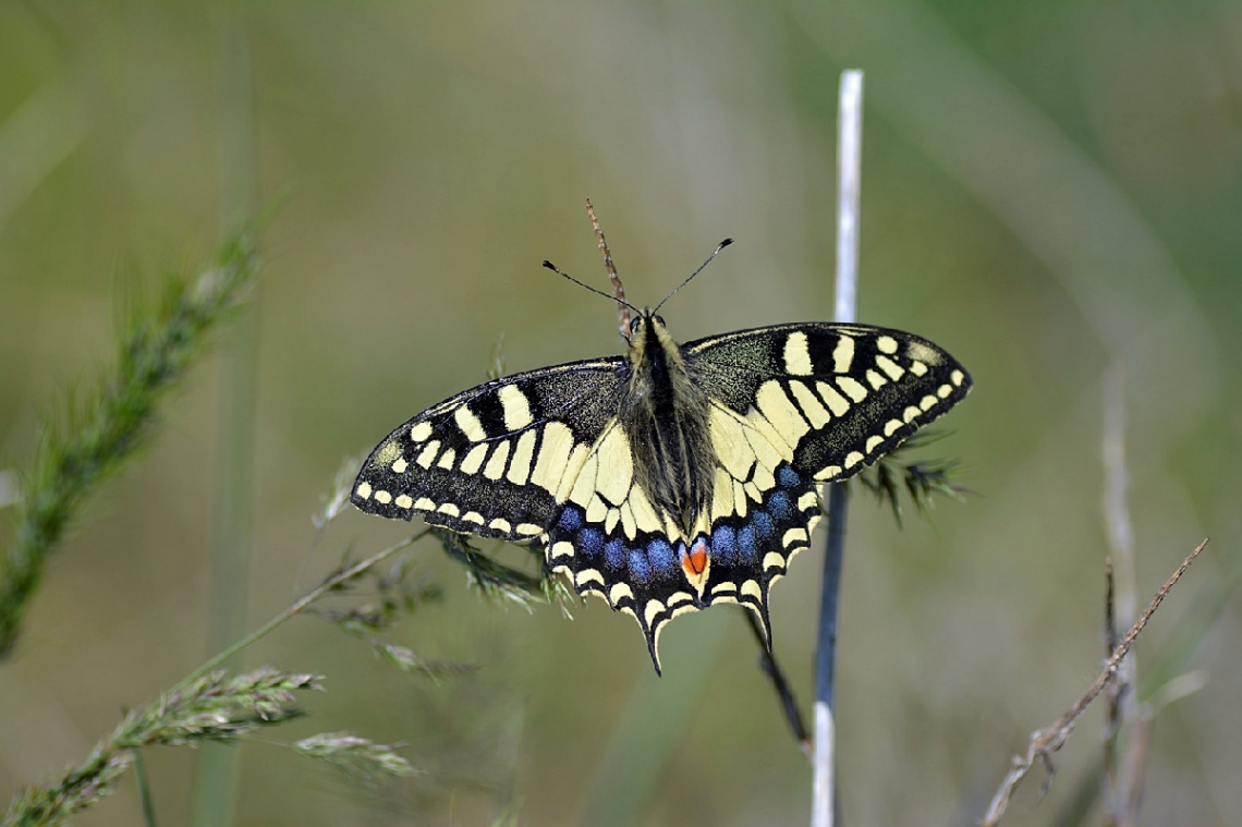 Kırlangıçkuyruk / Papilio machaon