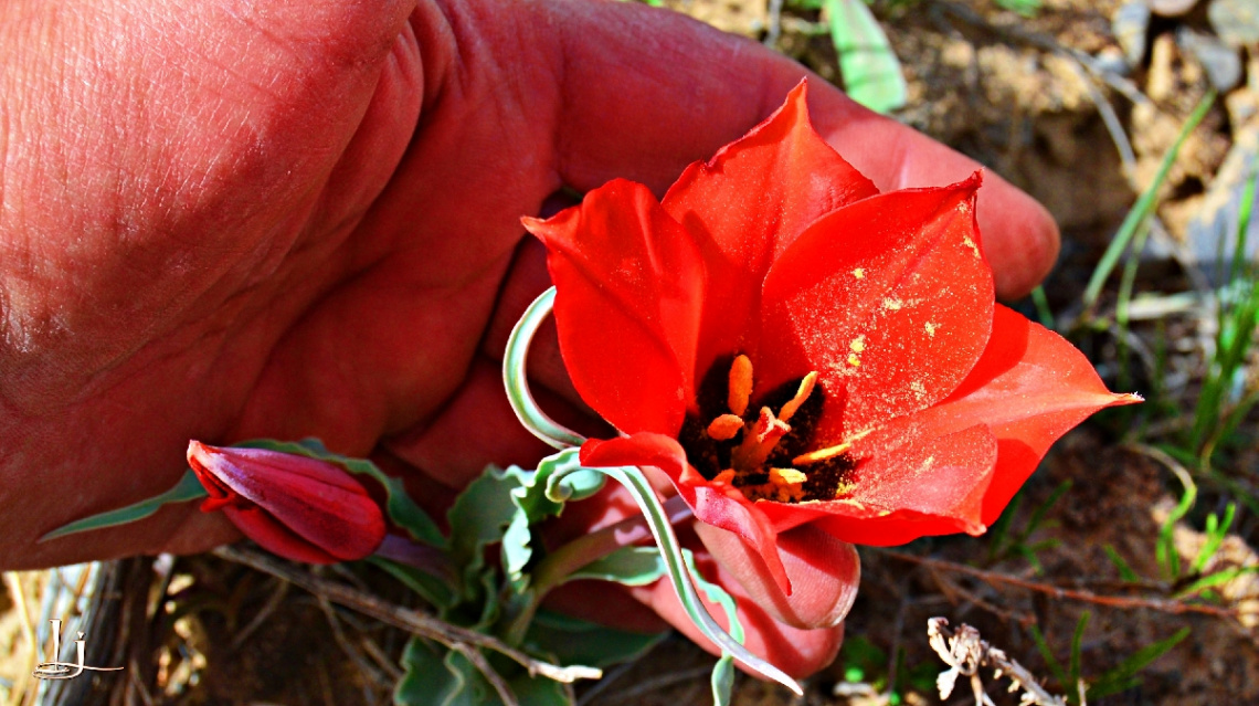 Quetta valley's Wild Tulip..