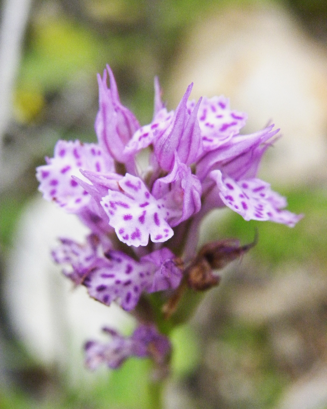 Orchis tridentata