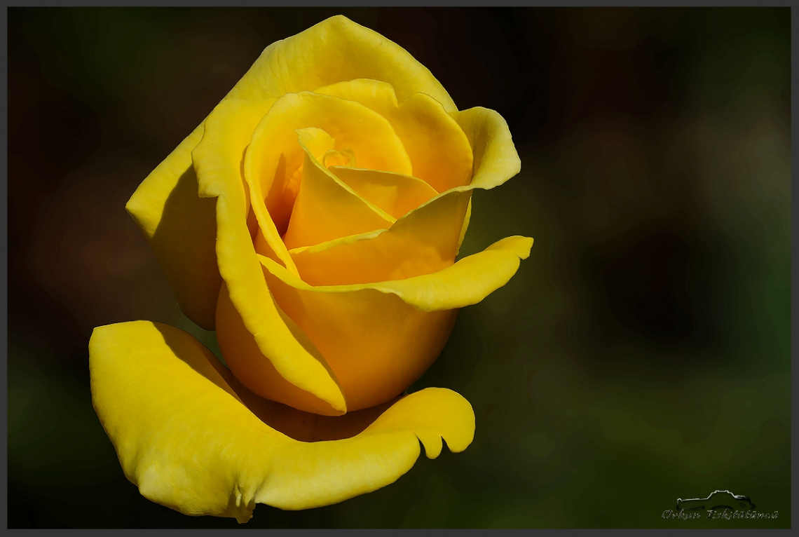 Yellow Rose