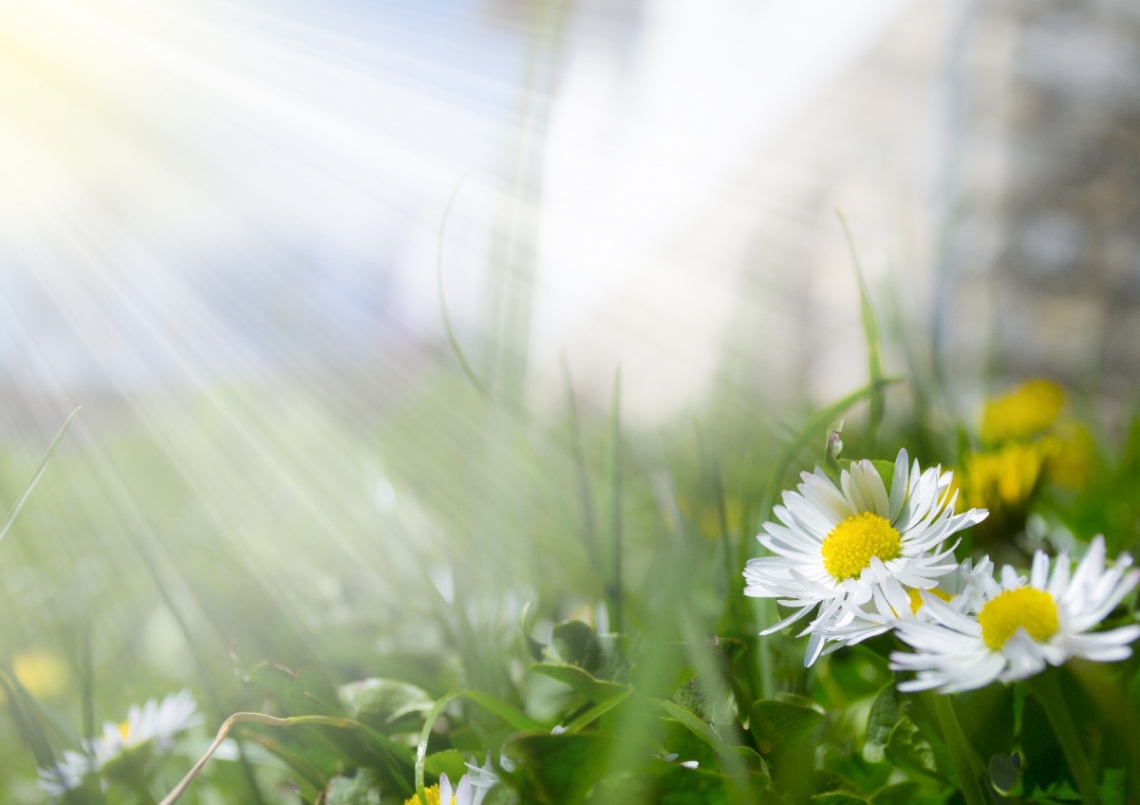 Sunrays and flowers