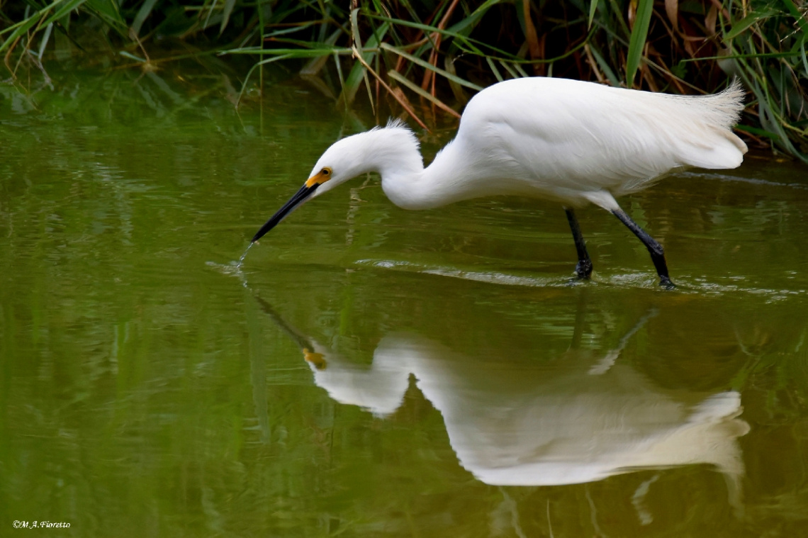 Reflexo