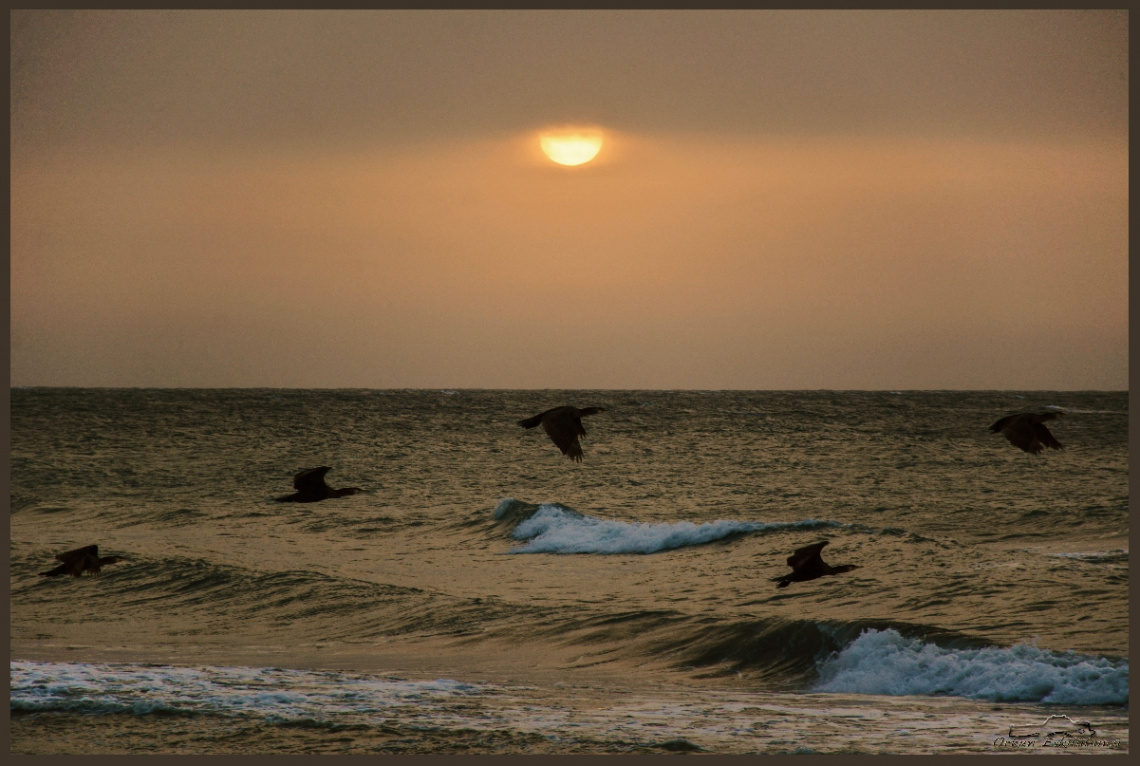 karabataklar - cormorants