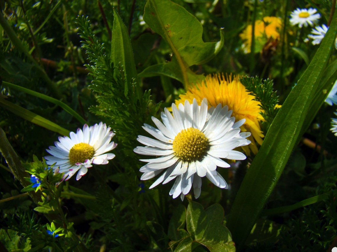 GÄNSEBLÜMCHEN