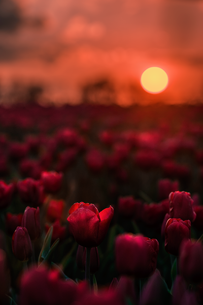 Sunset over tulip fields