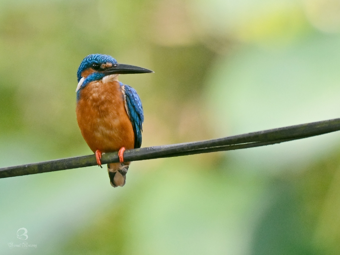 common kingfisher