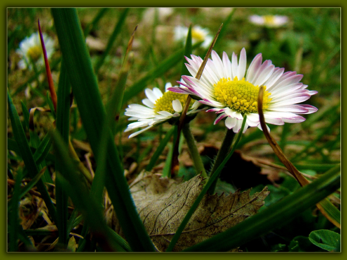 GÄNSEBLÜMCHEN