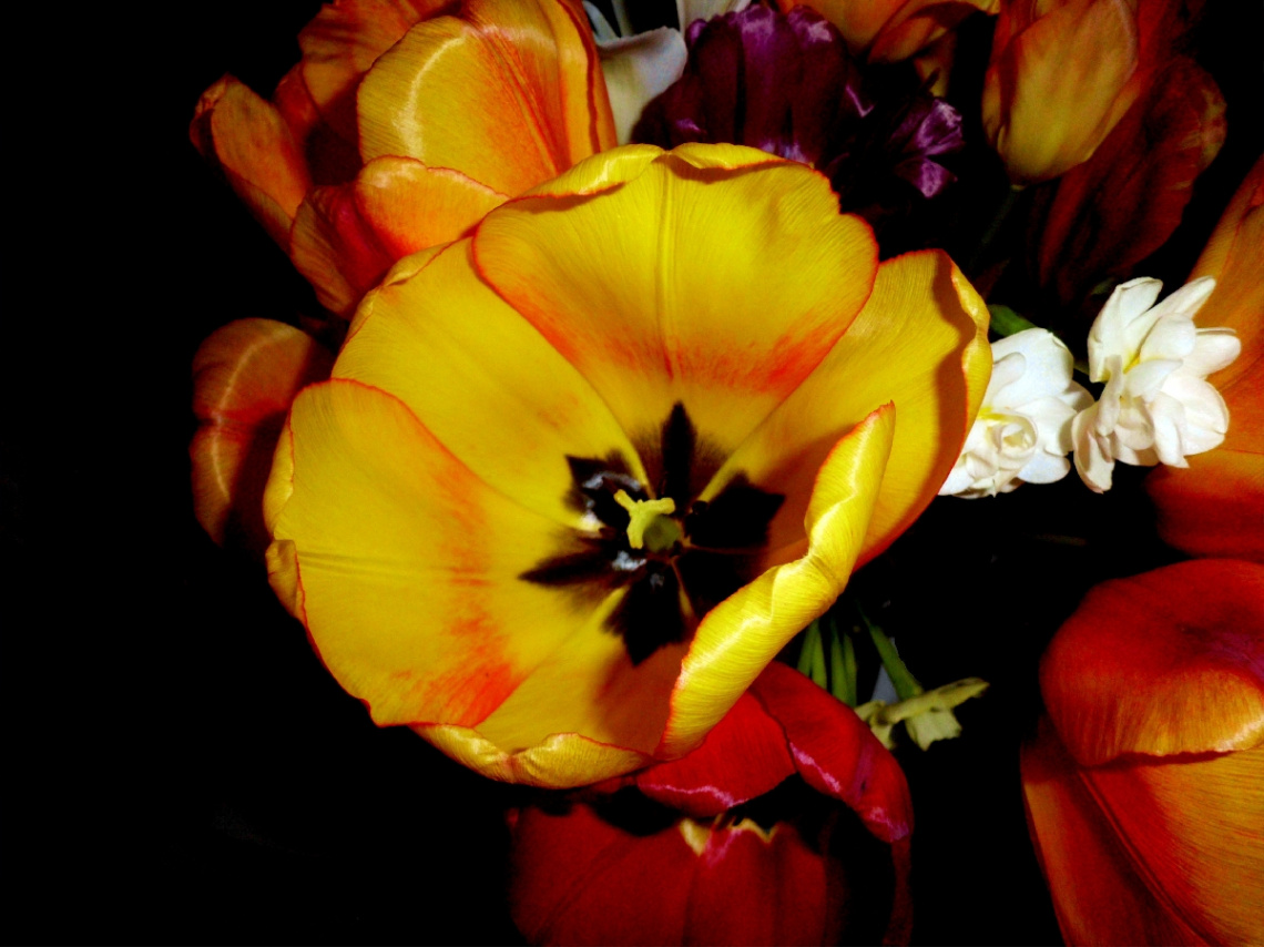 TULPEN