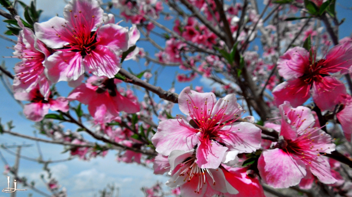 Almond blossom