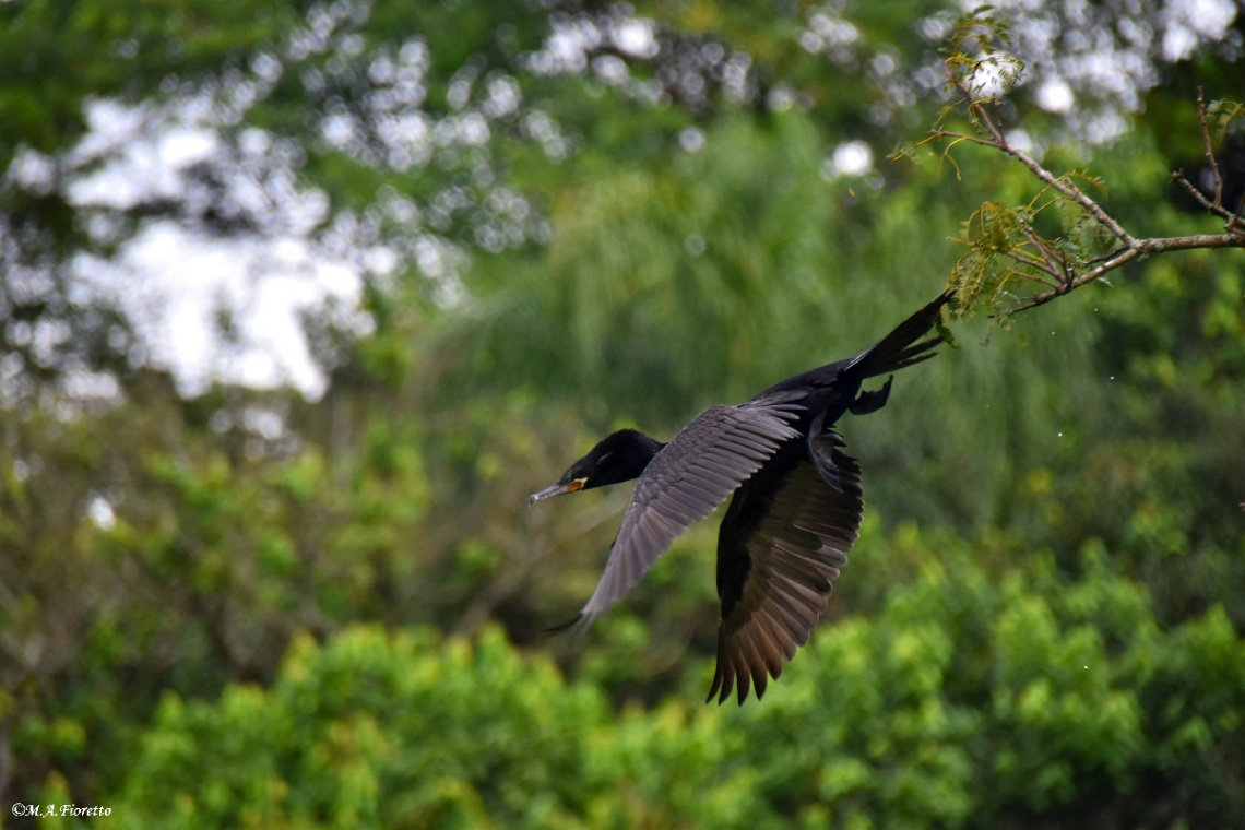 Taking off