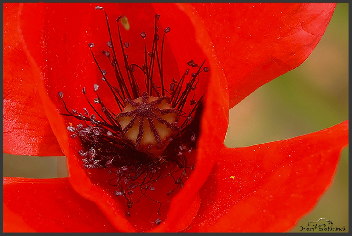 Gelincik - Poppy flower