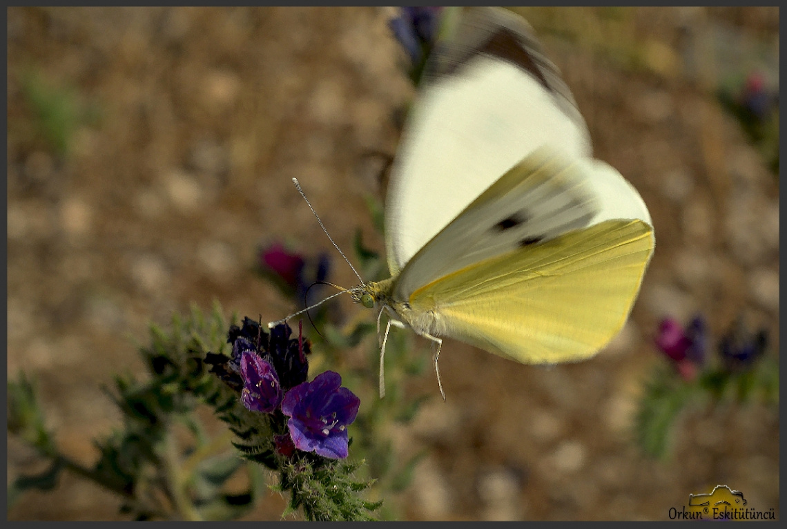 butterfly