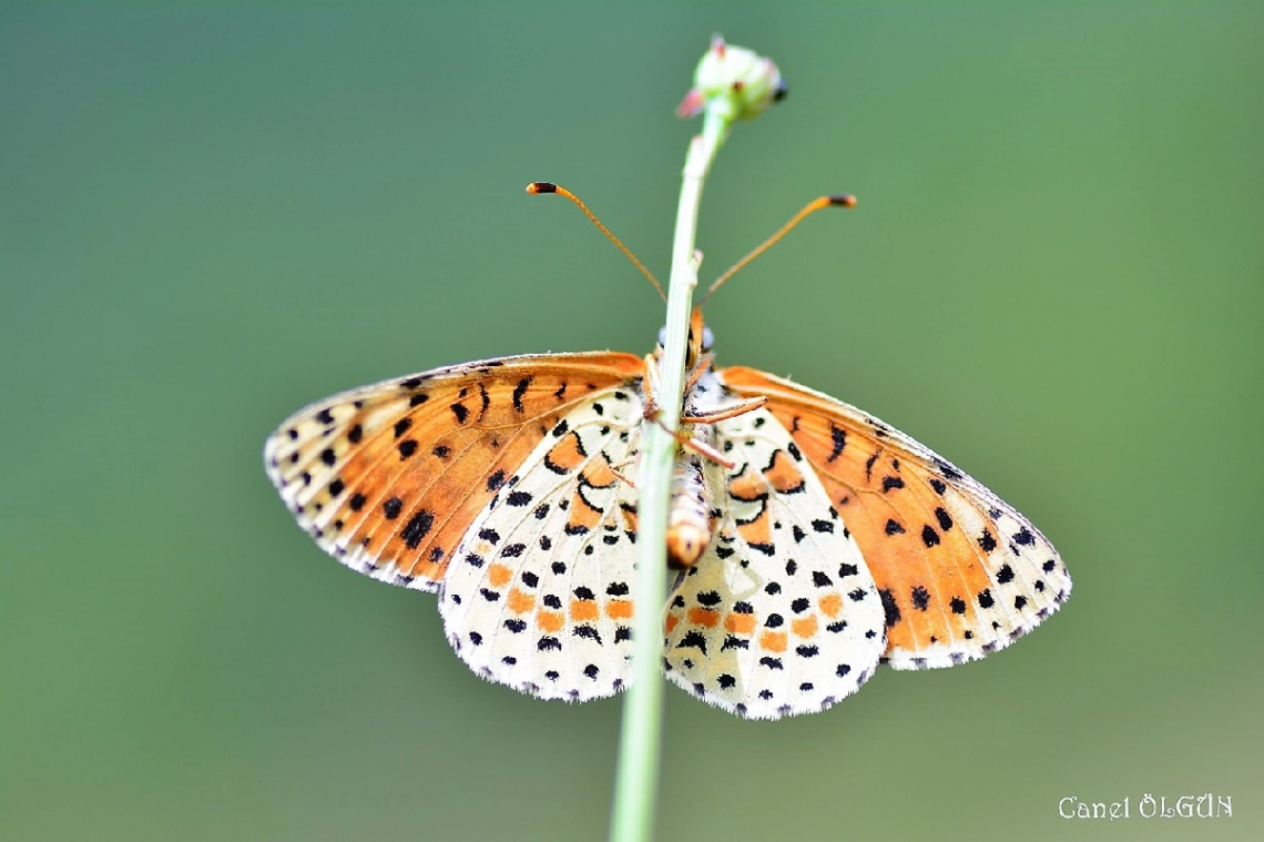 Güzel İparhan / Melitaea trivia