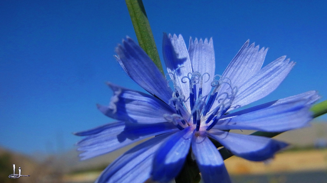 Flowers 2