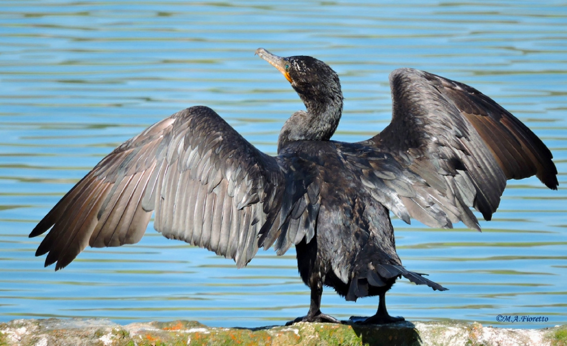 Drying the Wings