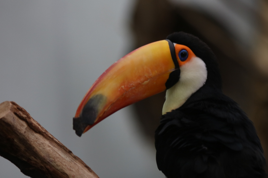 For The Love Of The Toucan