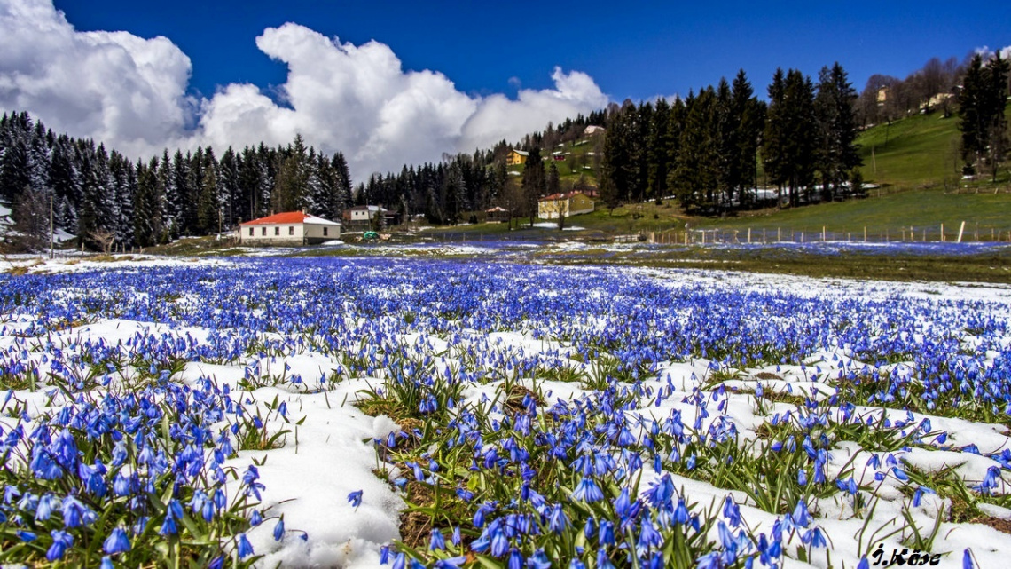 Yayla çiçekleri